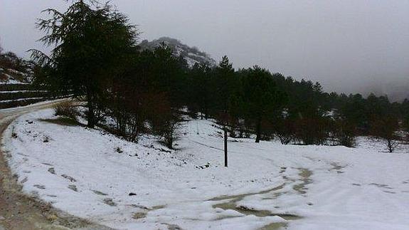 Nevada caída en la Sierra de las Nieves.