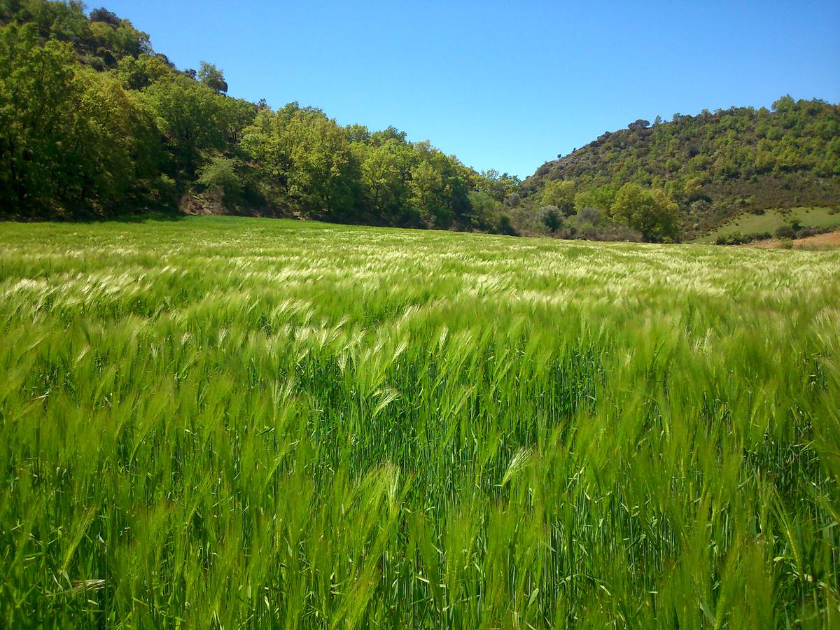 Campo de cereales