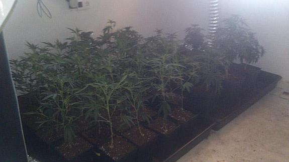 Algunas de las plantas de marihuana que se han hallado.