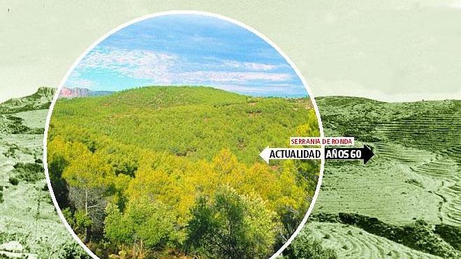 El bosque gana terreno en Málaga