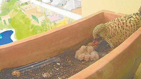 Una de las aves alimentando a los polluelos en la terraza. 