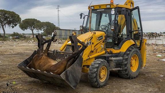 Pueden sufrir cólicos letales a causa de grandes esfuerzos puntuales o continuados y falta de agua. 