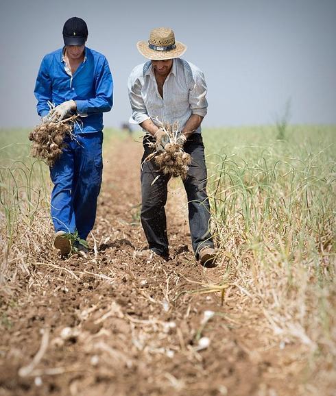 Los marroquíes Said y Sabre recogen ajos en una finca de Alameda de Cervera. 