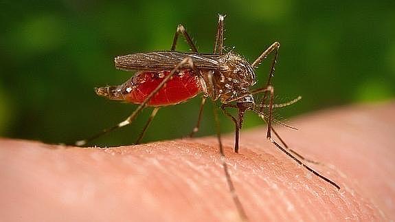 ¿Qué es la fiebre Chikungunya?