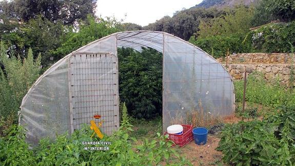 La plantación se encontraba en el interior de una finca. 