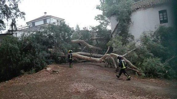 La jornada de lluvia ha dejado importantes incidentes en la comarca de Ronda