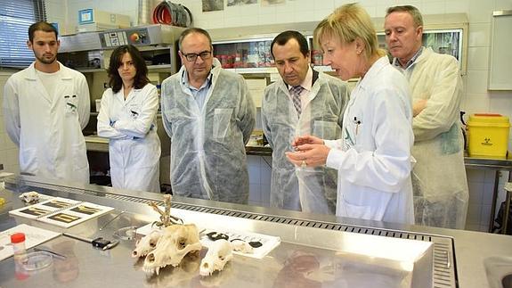 La Junta impulsará un programa para reintroducir el lobo en Andalucía