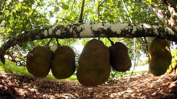 Jack Fruit, la fruta monstruosa que se comercializa desde Málaga