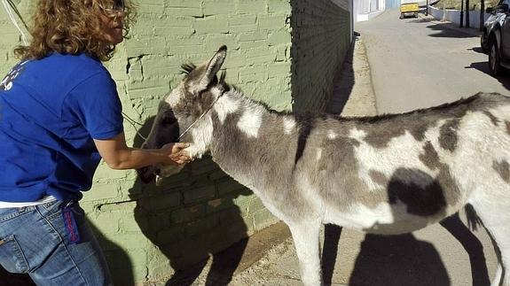 El propietario del burro, imputado por falta grave de atención y cuidado. 