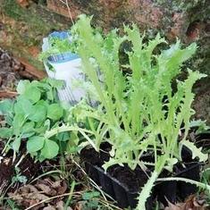 Escarolas listas para trasplantar y, a la izquierda, plantas y semillas de guisante.