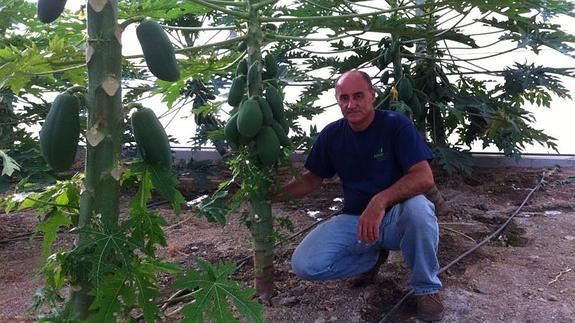 Álvaro Bazán, uno de los agricultores que están apostando por el papayo, que comienza a producir a partir del octavo mes. 