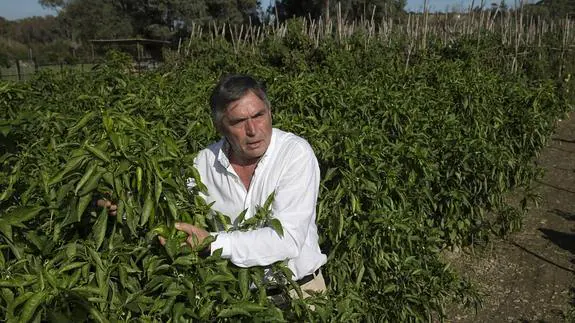 José Cobos, en la huerta familiar en la que experimenta sin pesticidas cultivos de variedades de hortalizas autóctonas y también de otros continentes.