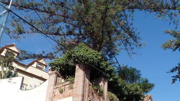 La Araucaria es un ejemplar espectacular y de gran porte que goza de protección integral. 