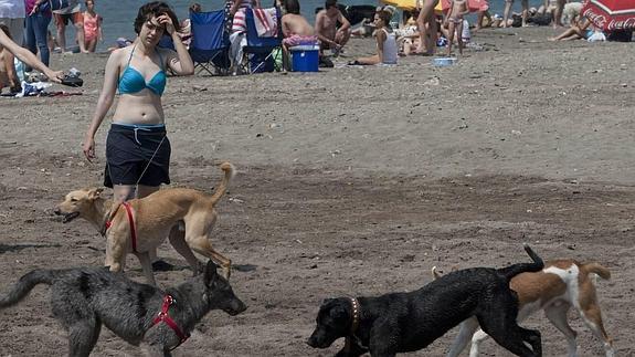 Perros en la playa de Totalán, autorizada por la Junta. 