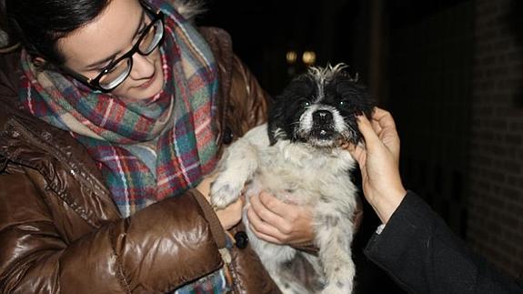 La perrita en la entrega a la protectora de Humilladero. 