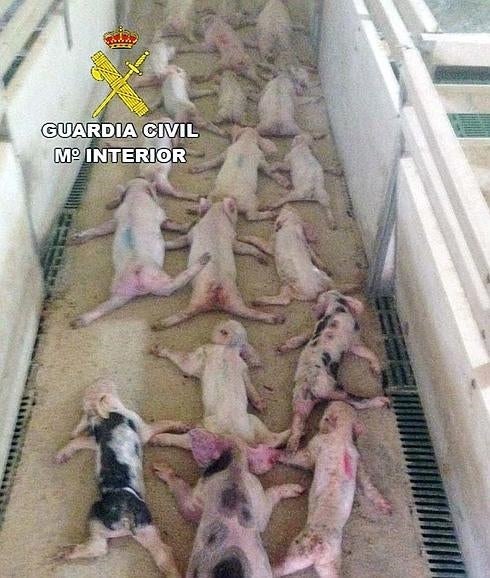 Fotografía cedida por la Guardia Civil de los 19 lechones muertos en una explotación porcina en Huércal-Overa 