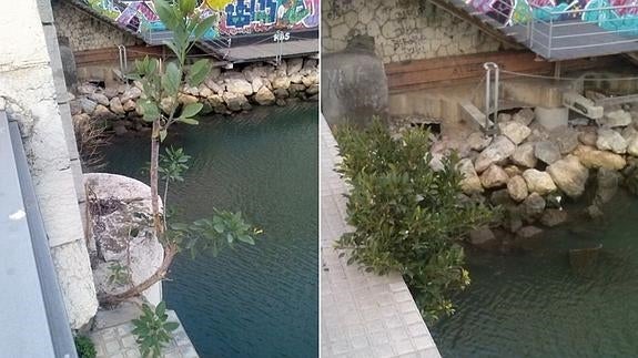 Flora salvaje en el puente Antonio Machado