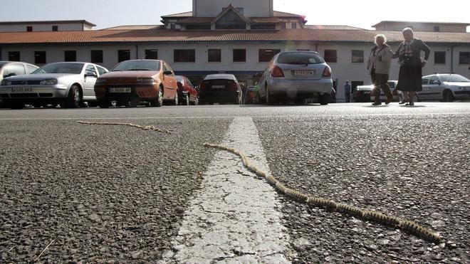 Perdigones de mostaza para combatir la procesionaria del pino en Benalmádena