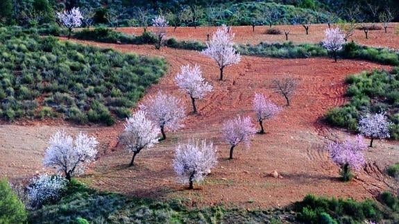 ¿Qué diferencia hay entre la primavera meteorológica y la astronómica?