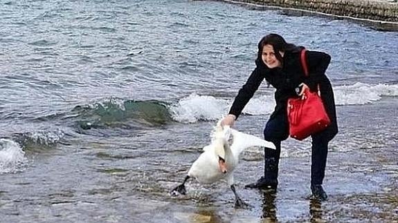Una turista mata a un cisne por una foto