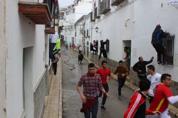 Uno los toros enmaromados, ayer por la mañana. :: v. m.
