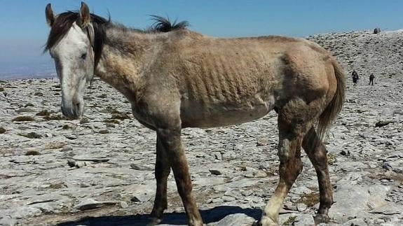 Yegua abandonada en La Maroma con una pata fracturada. 