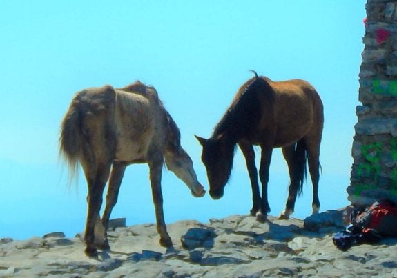 Algunos ejemplares llevan más de diez días en la cima. :: sur
