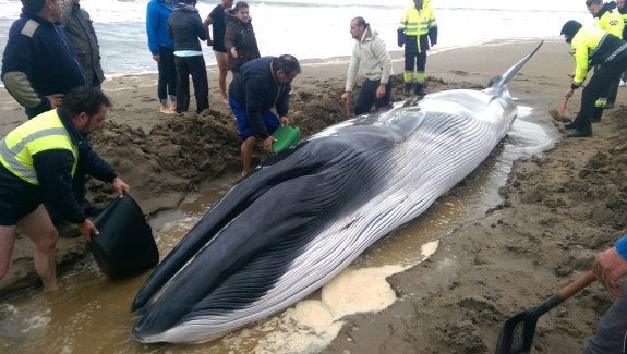 APARECE UNA CRÍA DE BALLENA VARADA EN UNA PLAYA DE HUELVA
