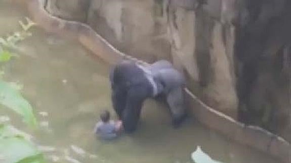 Polémica por el gorila que mataron tras caer un niño en su recinto del zoológico