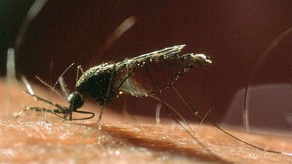 Los mosquitos, pican a unos y a otros no, ¿por qué?