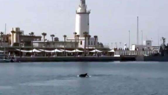 En la foto, puede verse a uno de los delfines zambulléndose en el agua.