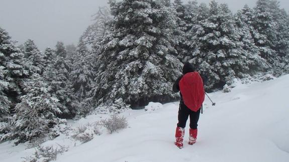 Pinsapos cubiertos por la nieve esta pasada temporada. 