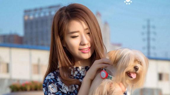 El Smart Dog Button Tag se adapta a cualquier collar.