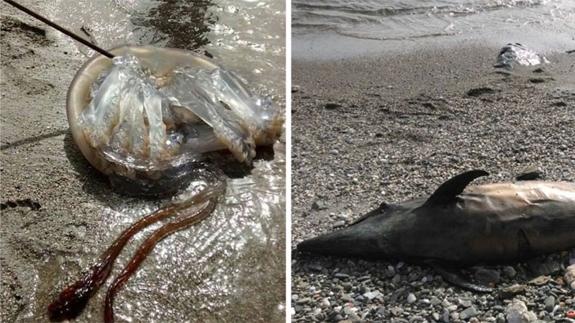 La medusa localizada esta domingo en El Playazo de Nerja y el delfín muerto varado en Mezquitilla-Lagos el pasado jueves. 