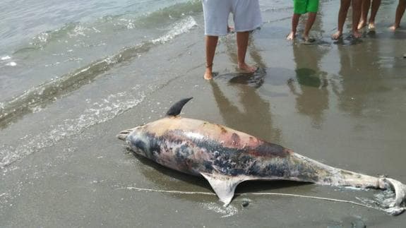 El delfín encontrado este lunes estaba en avanzado estado de descomposición.