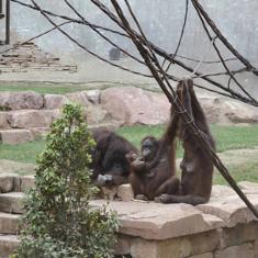 Nace una cría de orangután de Borneo por segunda vez en 15 años en Bioparc Fuengirola