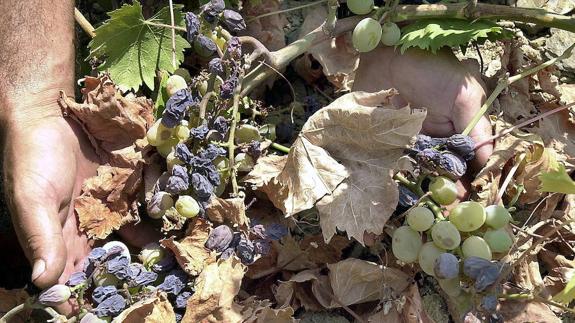 El PSOE busca apoyos que se sumen a la iniciativa de proteger el cultivo de la uva pasa