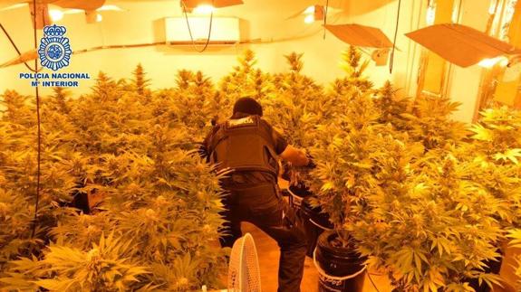 Desmantelados dos laboratorios de marihuana en viviendas de Marbella con cuatro detenidos