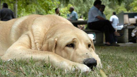 Las cinco aplicaciones que los amantes de los perros querrán en su móvil