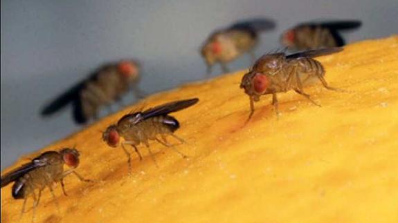 Las moscas proliferan en Málaga capital