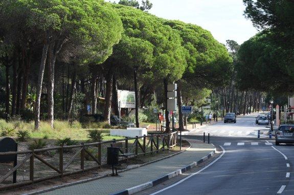 Vista del pinar de Elviria, por donde discurrirá parte de la nueva senda. :: josele-lanza