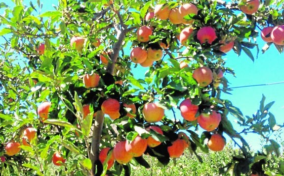 Manzanas cada vez más duraderas