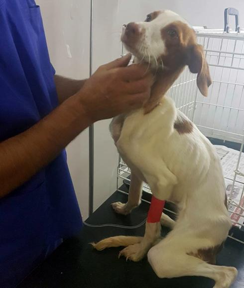 Uno de los perros rescatados de la finca en la clínica veterinaria donde se recupera.
