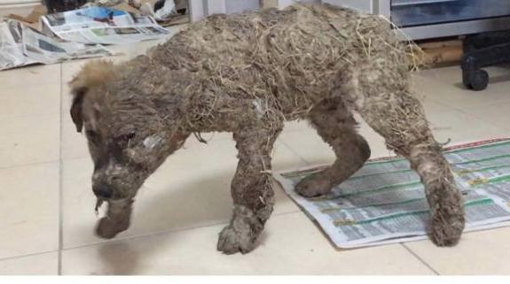 El milagro de Pascal: la recuperación de un cachorro embadurnado de pegamento