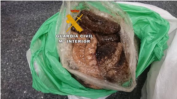 La Guardia Civil interviene siete kilos de pepinos de mar en el aeropuerto de Málaga