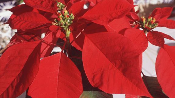 Cómo hacer que tu pascuero dure de un año a otro