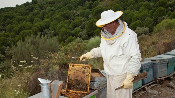 En la provincia hay 450 apicultores. 