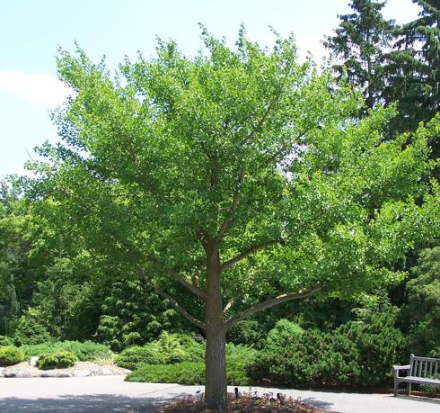 Ginkgo biloba, el árbol que sobrevivió a la bomba atómica