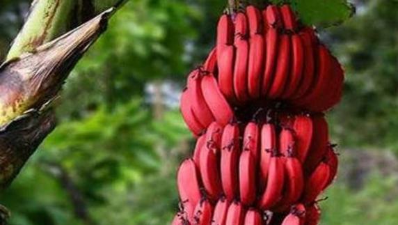 Los plátanos rojos ya se cultivan en Canarias