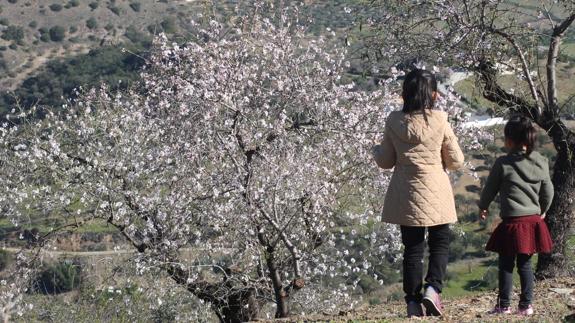 El almendro es uno de los árboles que más salpican el territorio malagueño.